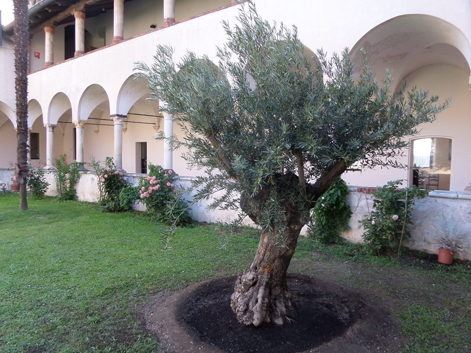 Alberi di ulivo (Olea europaea) nel giardino del Getsemani, Mount